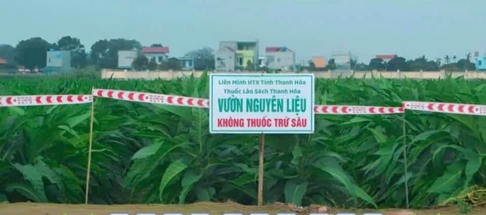 Hình ảnh Lực Thuốc Lào Mộc Sạch